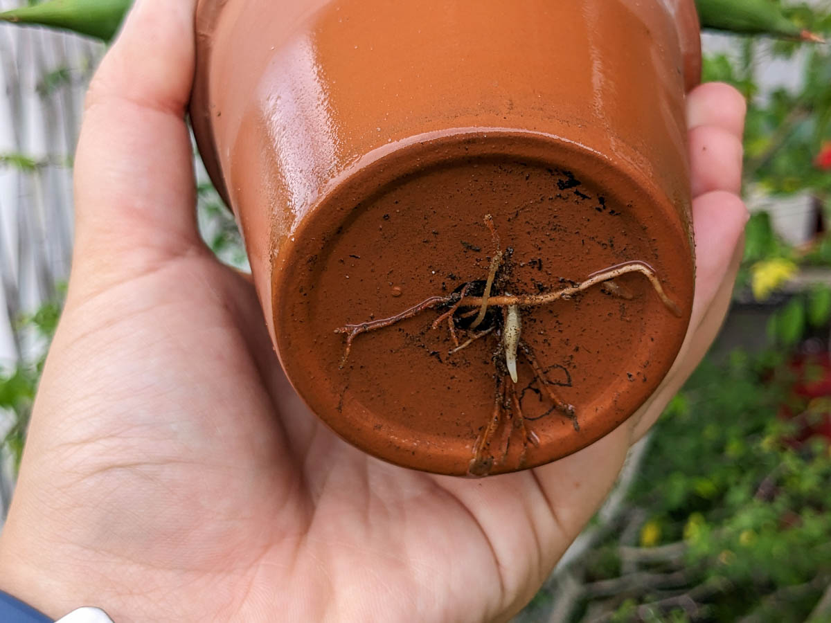 https://gardeningsg.nparks.gov.sg/images/Plant%20problems/rootbound_jacchua_2.jpg?utm_source=chatgpt.com