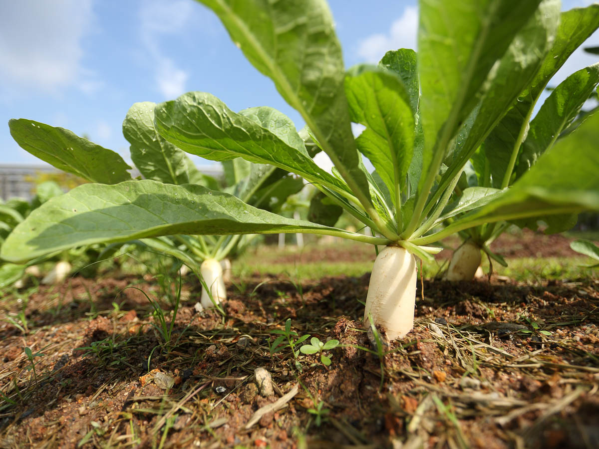 https://gardeningsg.nparks.gov.sg/images/Plants/Radish_JacChua%20%281%29.jpg