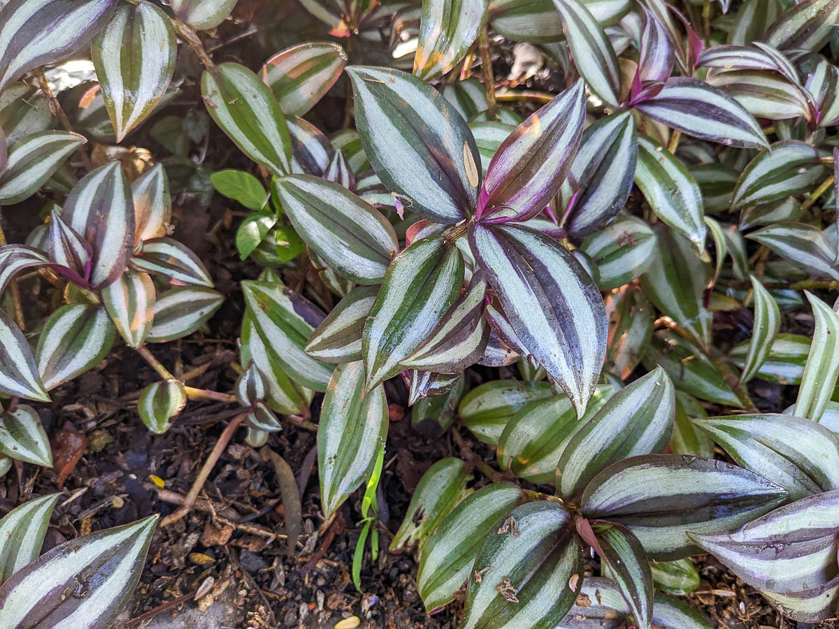 is a wandering jew an indoor plant